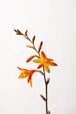 Orange Crocosmia Flowers on Soft White Background. Minimal Botanical Nature Photography. Close-up selective focused Montbretia. Perfect for use in floral designs, backgrounds, and seasonal decor.の写真素材