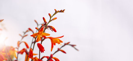 Autumnal Floral theme banner. Crocosmia Flowers on White Background. Minimal Botanical Photography. Close-up selective focus Montbretia. Good for use in floral designs, sales campaign backgrounds.の写真素材