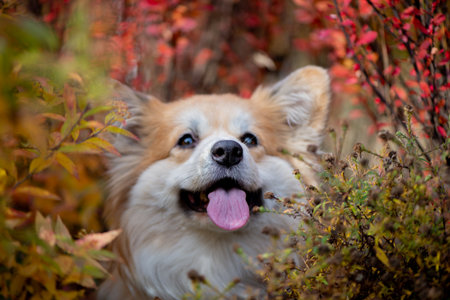 Young Corgi Female Dog In Autumnal Park. Close Up Portrait of Cute Fluffy Corgi Dog in a autumn nature landscape.の写真素材