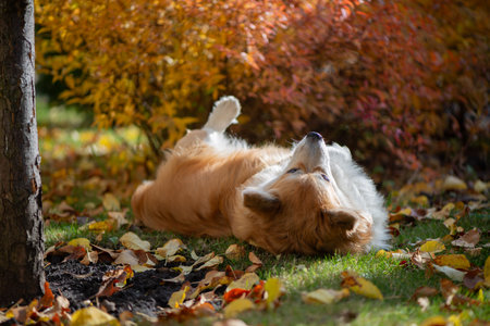 Young Corgi Female Dog In Autumnal Park. Close Up Portrait of Cute Fluffy Corgi Dog in a autumn nature landscape.の写真素材