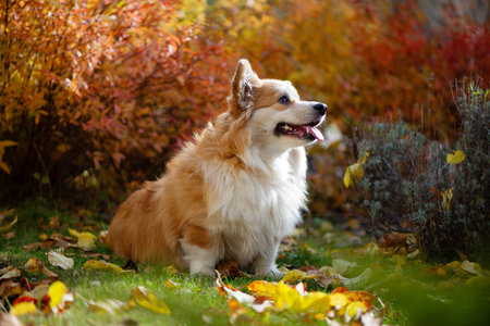 Young Corgi Female Dog In Autumnal Park. Close Up Portrait of Cute Fluffy Corgi Dog in a autumn nature landscape.の写真素材