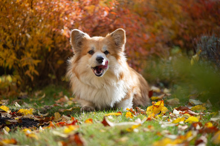 Young Corgi Female Dog In Autumnal Park. Close Up Portrait of Cute Fluffy Corgi Dog in a autumn nature landscape.の写真素材