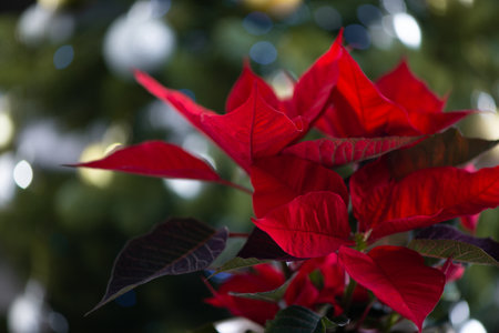 Traditional Christmas flower Red Poinsettia close up Against Green Christmas Treeの写真素材