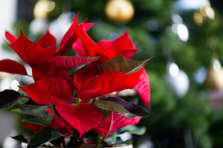 Traditional Christmas flower Red Poinsettia close up Against Green Christmas Treeの写真素材