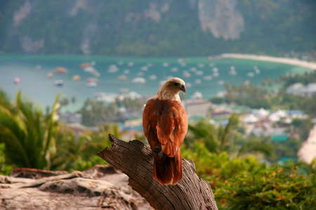 hawkの写真素材