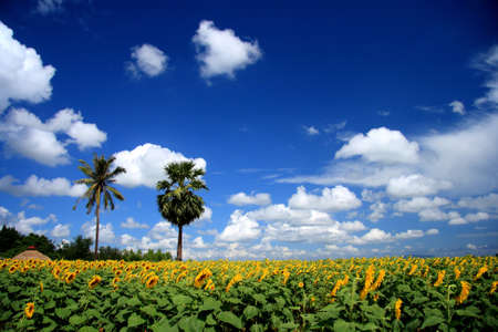 sunflower field and blue skyの写真素材