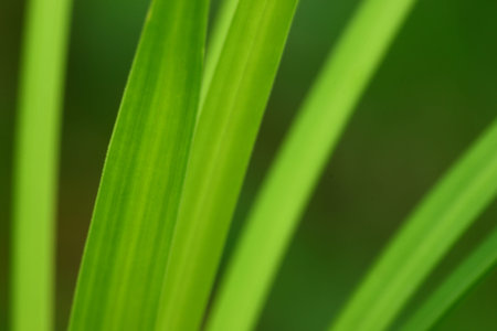 macro papyrus leaf