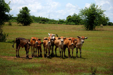a herd of young bullsの写真素材
