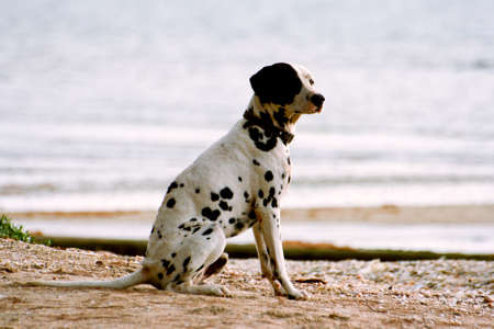 dalmatian on beachの写真素材