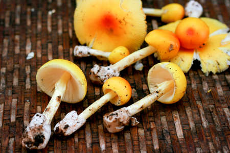 mushroom in threshing basketの写真素材