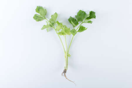 green celery on white backgroundの写真素材