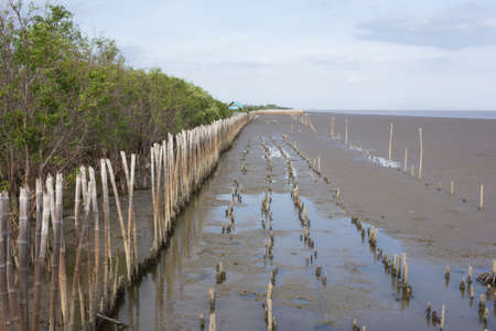 coastal mangrove forest conservationの写真素材