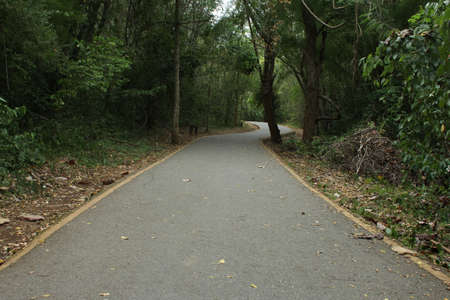 abandoned asphalt road in a green forestの写真素材