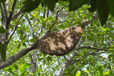 bees and honeycomb on a branch treeの写真素材