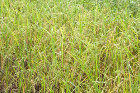 rice field sceneryの写真素材