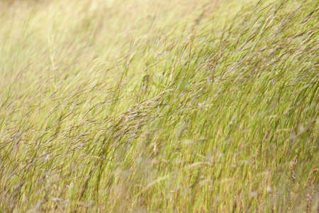 closeup green grass meadowの写真素材