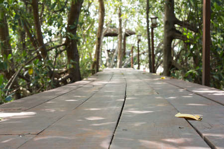 abstract wood footpath in mangrove forestの写真素材