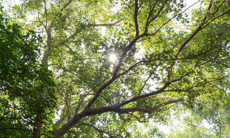 tree branch of green leaves on a big treeの写真素材