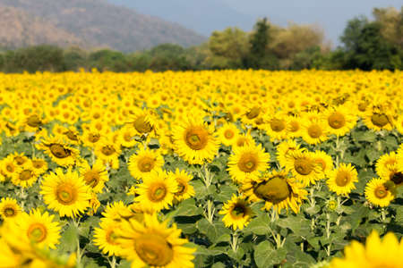 sunflower fieldの写真素材