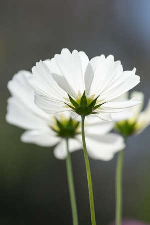 white cosmos flowerの写真素材