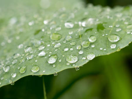 water drop on green leaveの写真素材