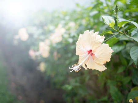 closeup hibiscus flower whit lens flare effectの写真素材