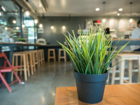 decoration green pot in coffee shopの写真素材