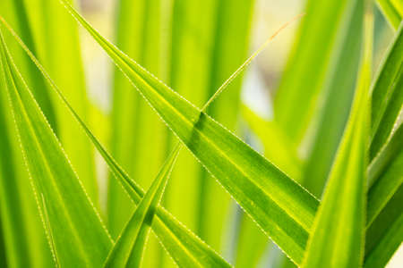 abstract green leaves backgroundの写真素材