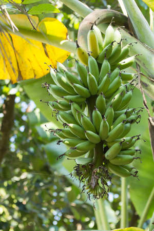 banana ripe and raw on banana treeの写真素材