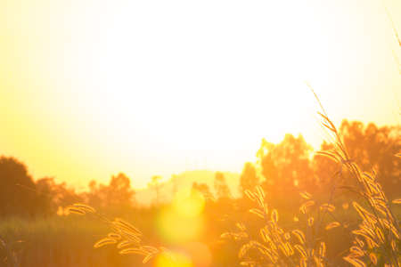 abstract grass flower in sunset backgroundの写真素材