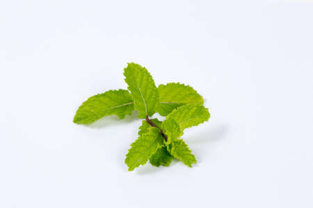 closeup peppermint on white backgroundの写真素材