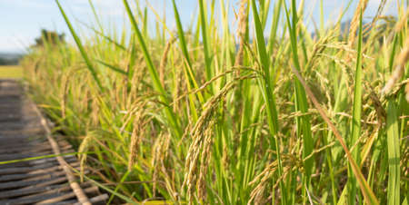 closeup  ear of paddy in rice fieldの写真素材