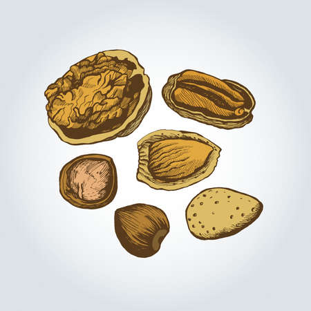 Set of different nuts  のイラスト素材