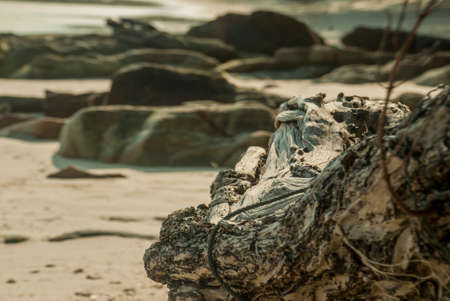 The beauty of old timber is buried in the sand by the sea.の写真素材