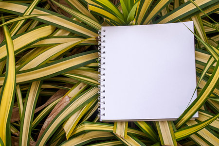 Layouts created from natural foliage surrounded by white paper, natural concepts