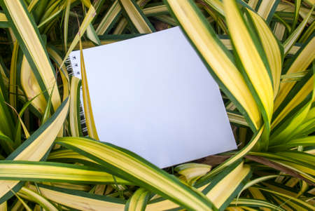 Layouts created from natural foliage surrounded by white paper, natural conceptsの写真素材
