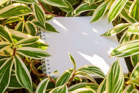 Layouts created from natural foliage surrounded by white paper, natural conceptsの写真素材