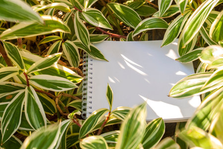 Layouts created from natural foliage surrounded by white paper, natural concepts
