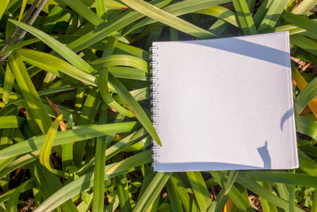 Layouts created from natural foliage surrounded by white paper, natural conceptsの写真素材