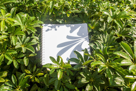 Layouts created from natural foliage surrounded by white paper, natural concepts