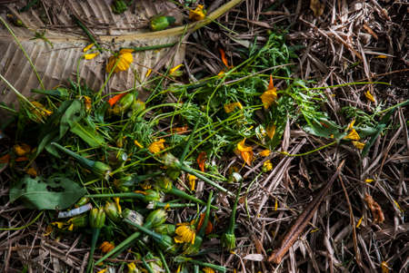 The chrysanthemum that fell on the ground and witheredの写真素材
