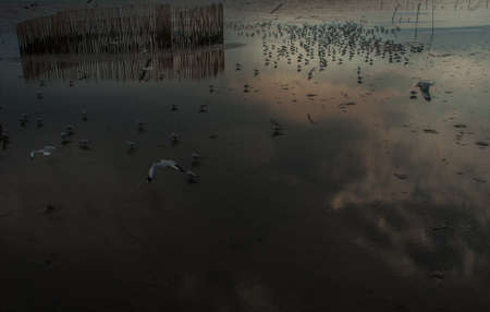 seagull running on the shore Close up view of white birds seagulls walking by the beach against natural blue water background.の写真素材