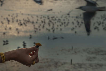 The hand of the person who filed the food to the seagulls flying hover come around to eatの写真素材