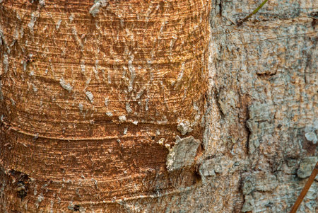 The pattern of the old Bodhi tree in the summer of Thailand Suitable for making a background image
