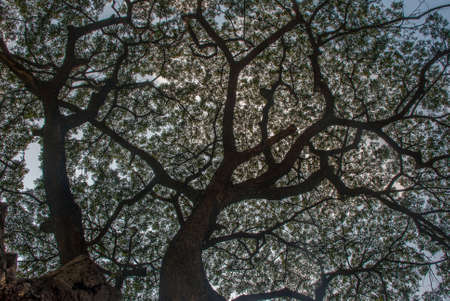 The warm spring sunlight shines through old trees, creating beautiful patterns. Suitable for making through the background.の写真素材