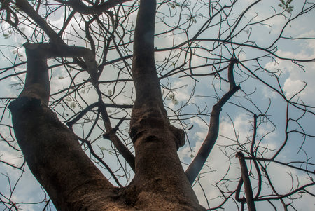 The warm spring sunlight shines through old trees, creating beautiful patterns. Suitable for making...