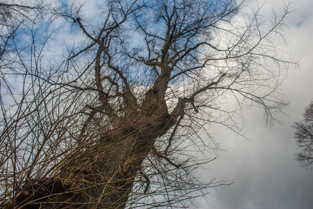 The warm spring sunlight shines through old trees, creating beautiful patterns. Suitable for making...