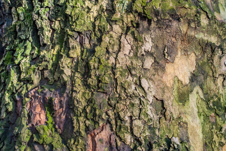 Old tree bark background texture close up