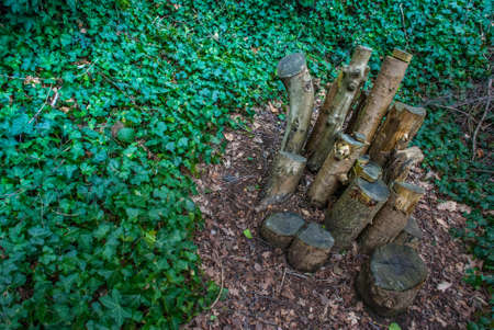 Old tree stump in the spring park, Londonの写真素材