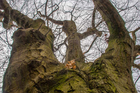 The warm spring sunlight shines through old trees, creating beautiful patterns. Suitable for making through the background.の写真素材